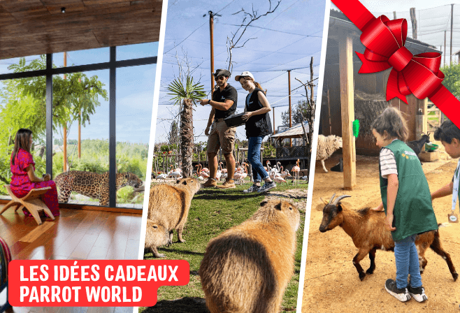 Idées cadeaux animaux - Parrot World - Noël
