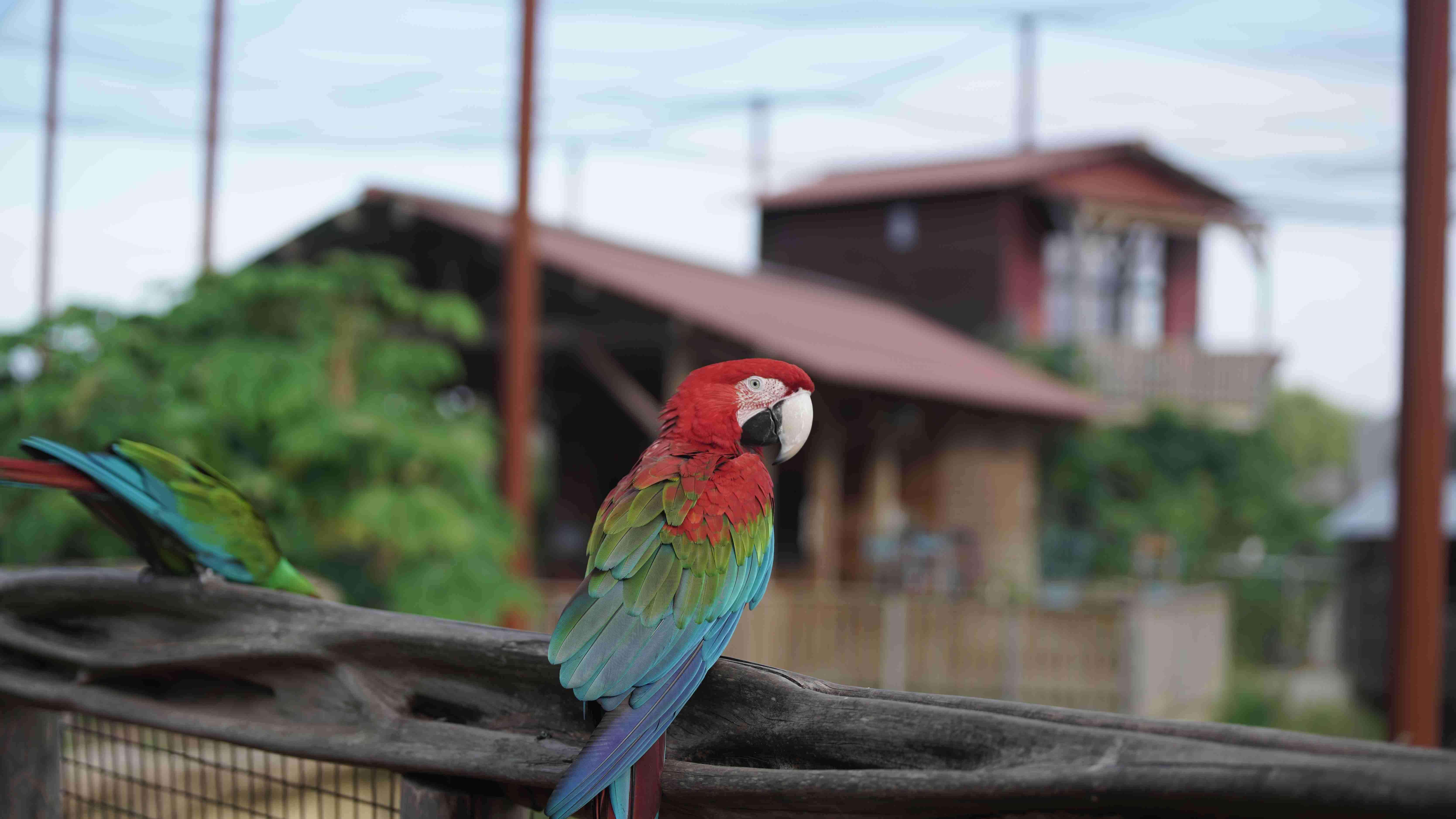 Parrot World - parc animalier immersif proche de Paris grande volière amazonienne