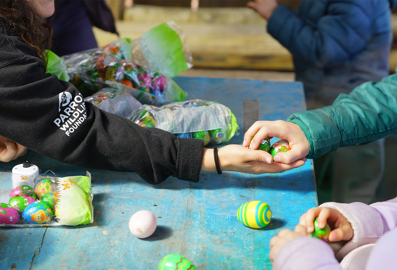 Chasse aux oeufs 2026 - Animation spéciale Pâques 2026 à Parrot World - Chocolats sans huile de palme