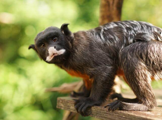 Voir des singes près de Disneyland Paris - Tamarin labié au parc animalier Parrot World