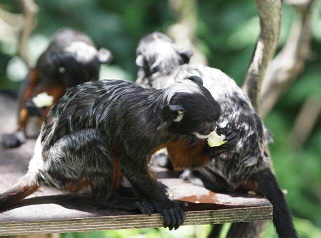 Tamarin labié en train de manger un fruit - singe frugivore au parc animalier Parrot World 77
