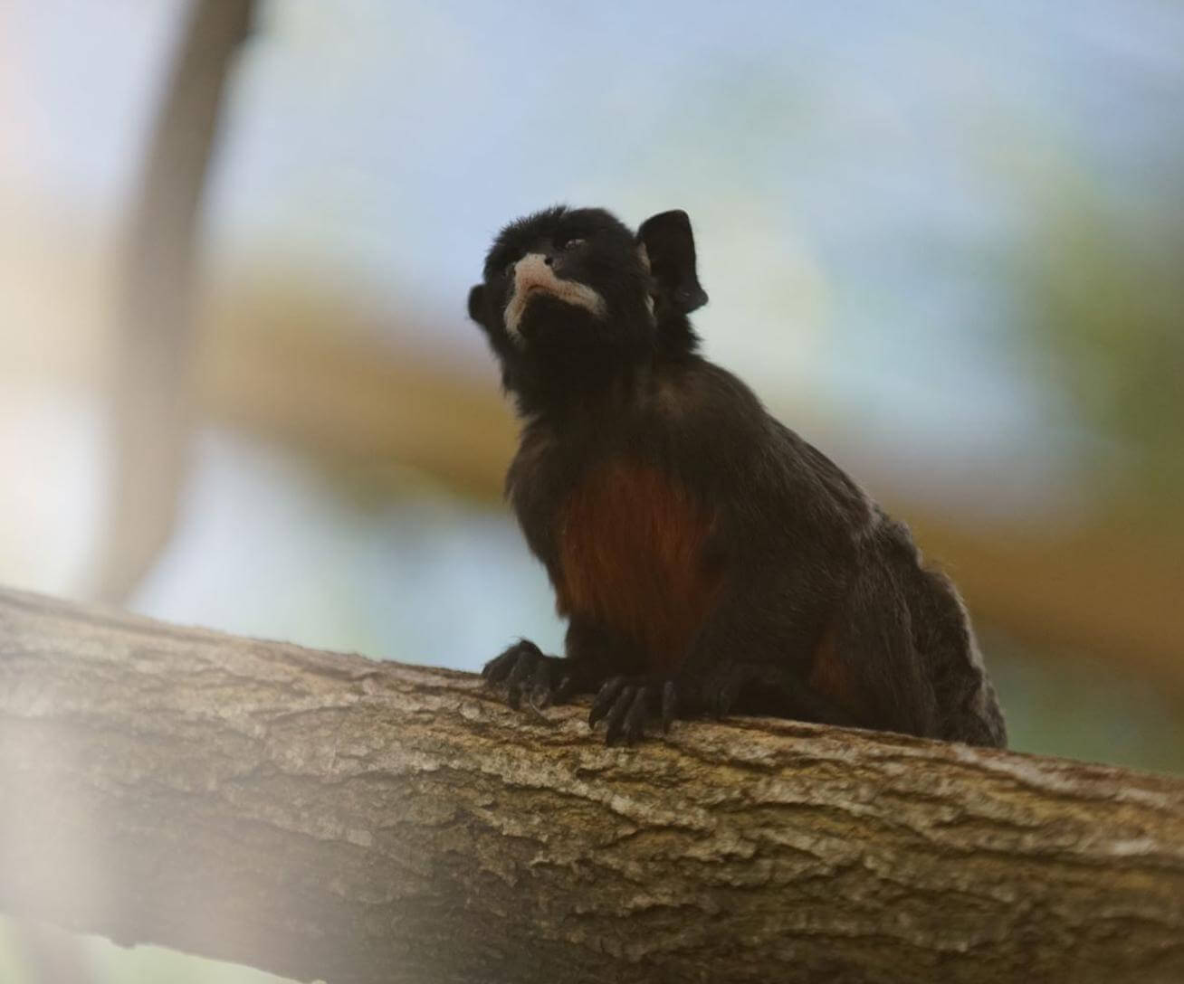 Famille de tamarins labiés avec bébé - petits singes d'Amazonie à Parrot World près de Disneyland