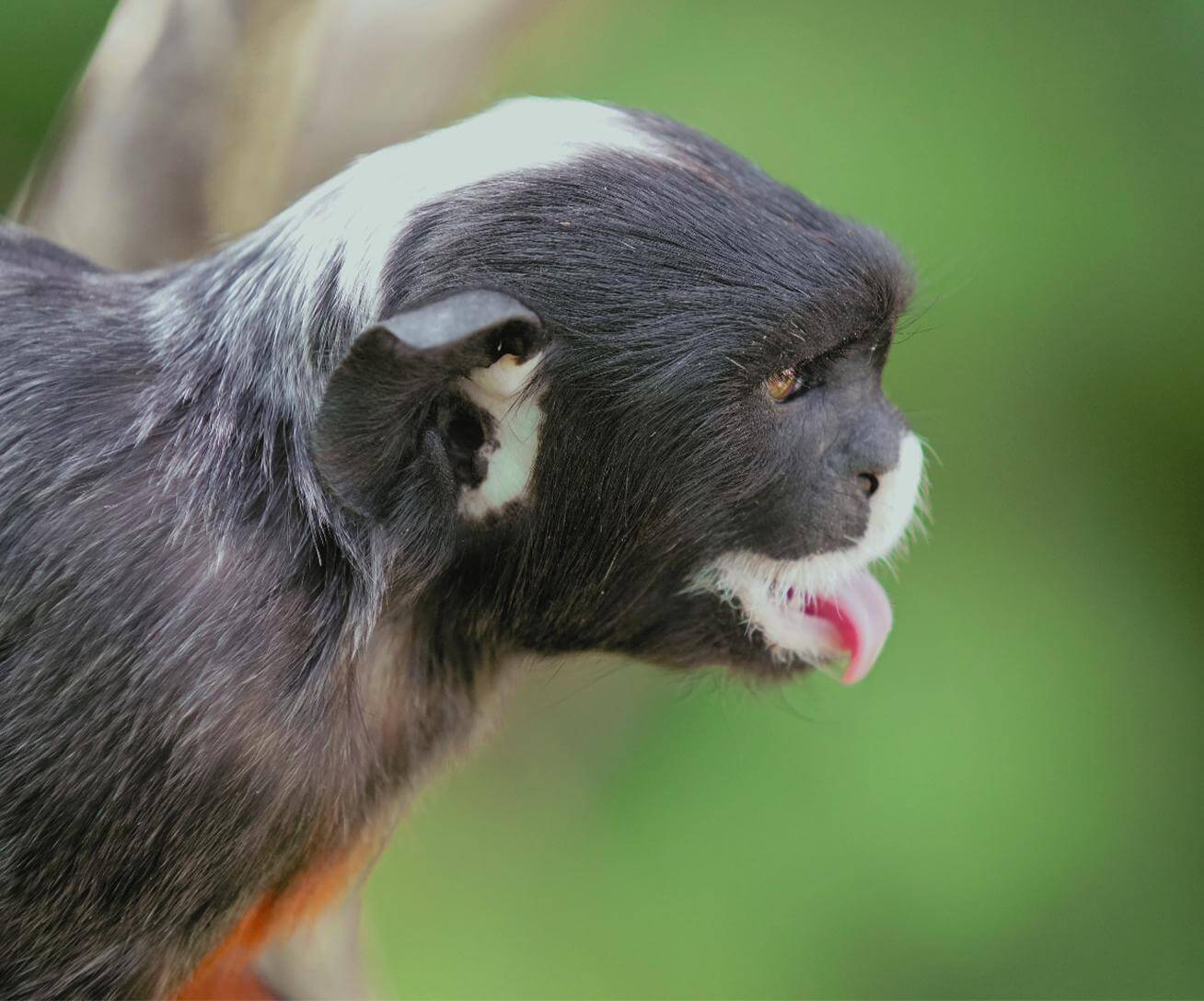 Gros plan de tamarin labié - singe au parc animalier Parrot World 77