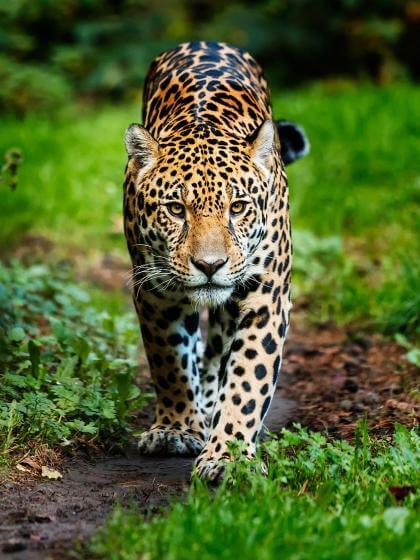Le jaguar I Parrot World