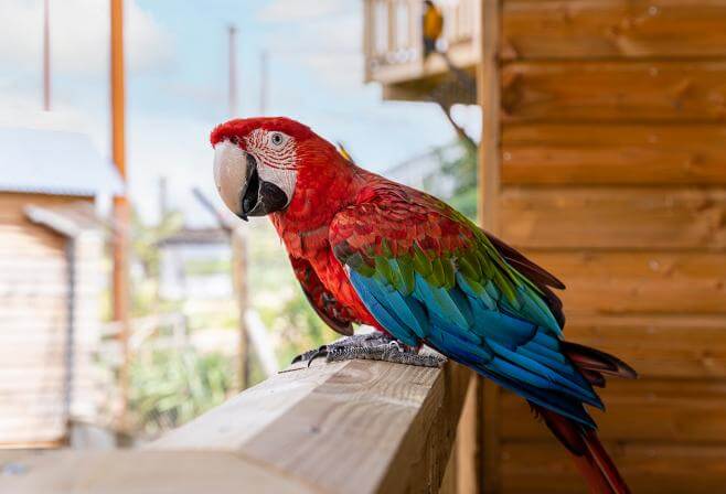 Parrot World - Ara Chloroptère 1 ©Ronan ROCHER