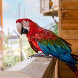 Parrot World - Ara Chloroptère 1 ©Ronan ROCHER