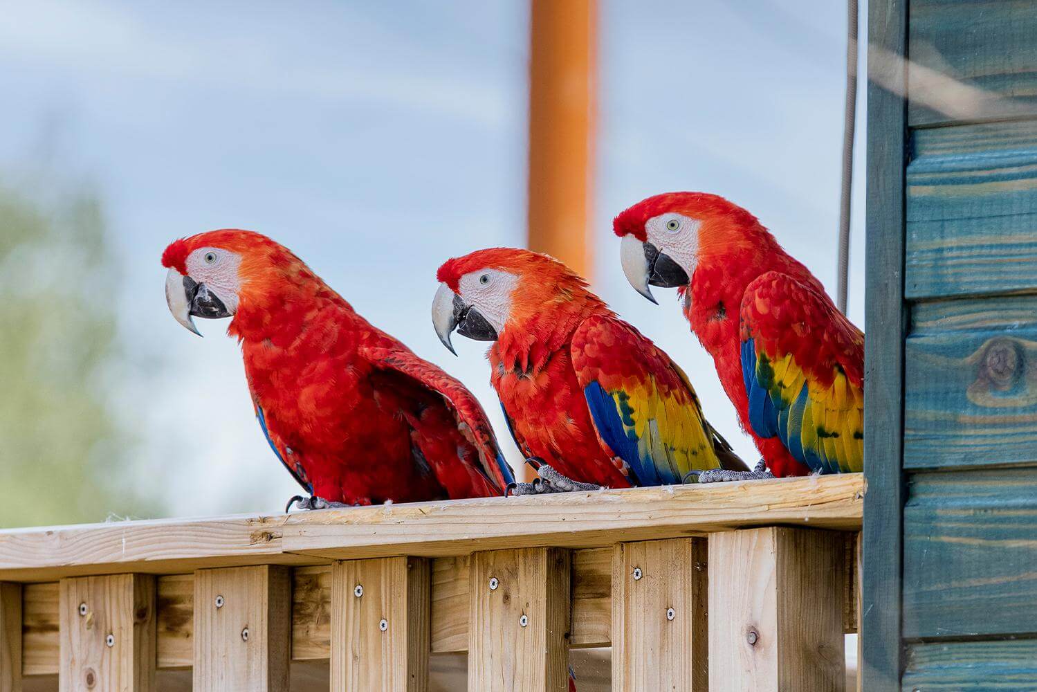 Parrot World - Aras ©Ronan ROCHER