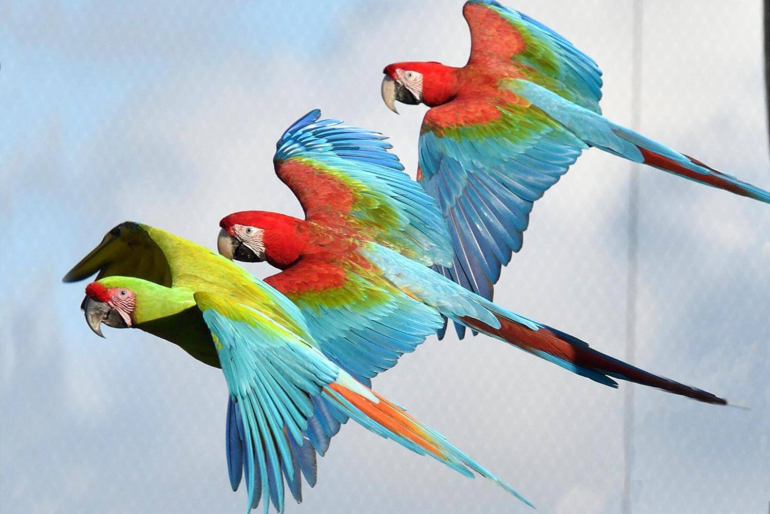 Parrot World - Aras 2 ©Jean-Paul GERI