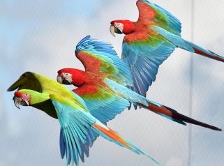 Parrot World - Aras 2 ©Jean-Paul GERI