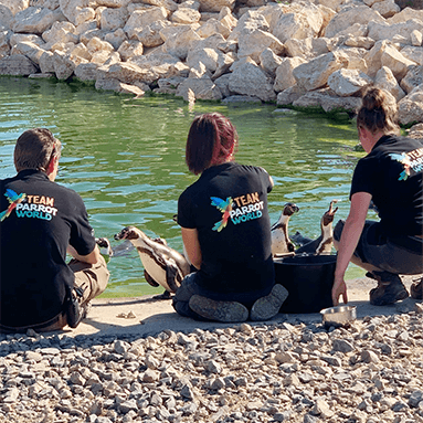 nourrissage_manchots_de_humboldt