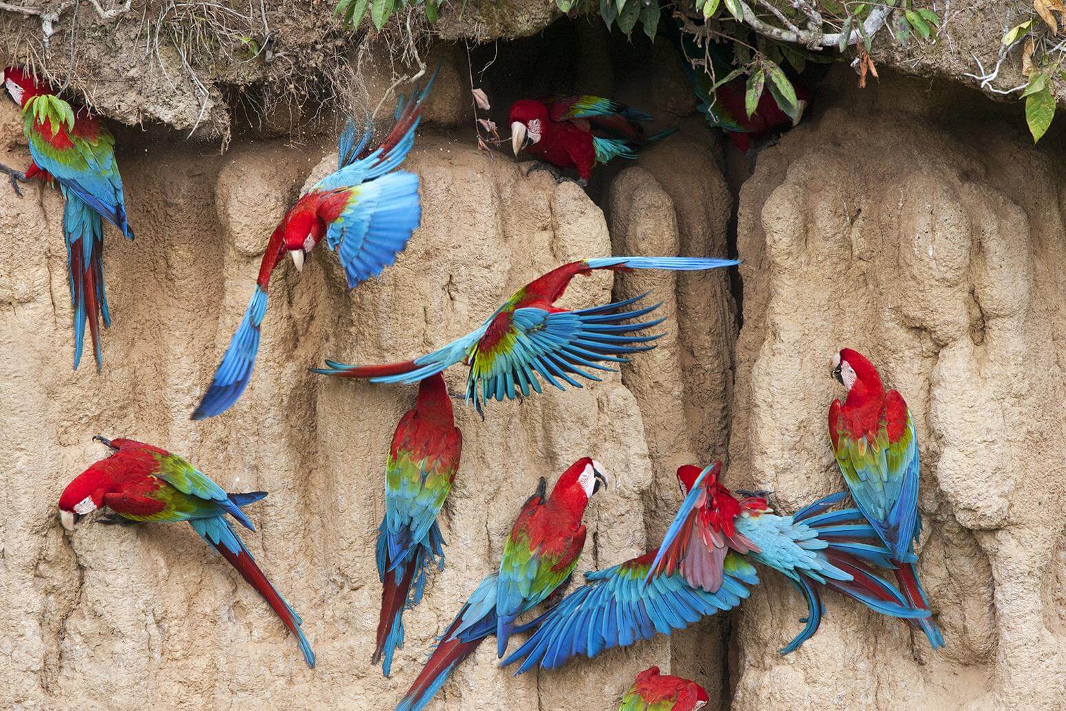 Parrot World - Aras