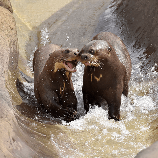 Les loutres géantes