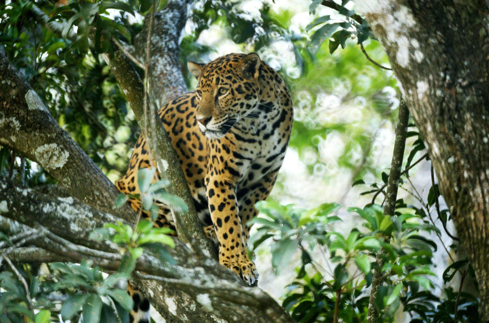 Jaguar