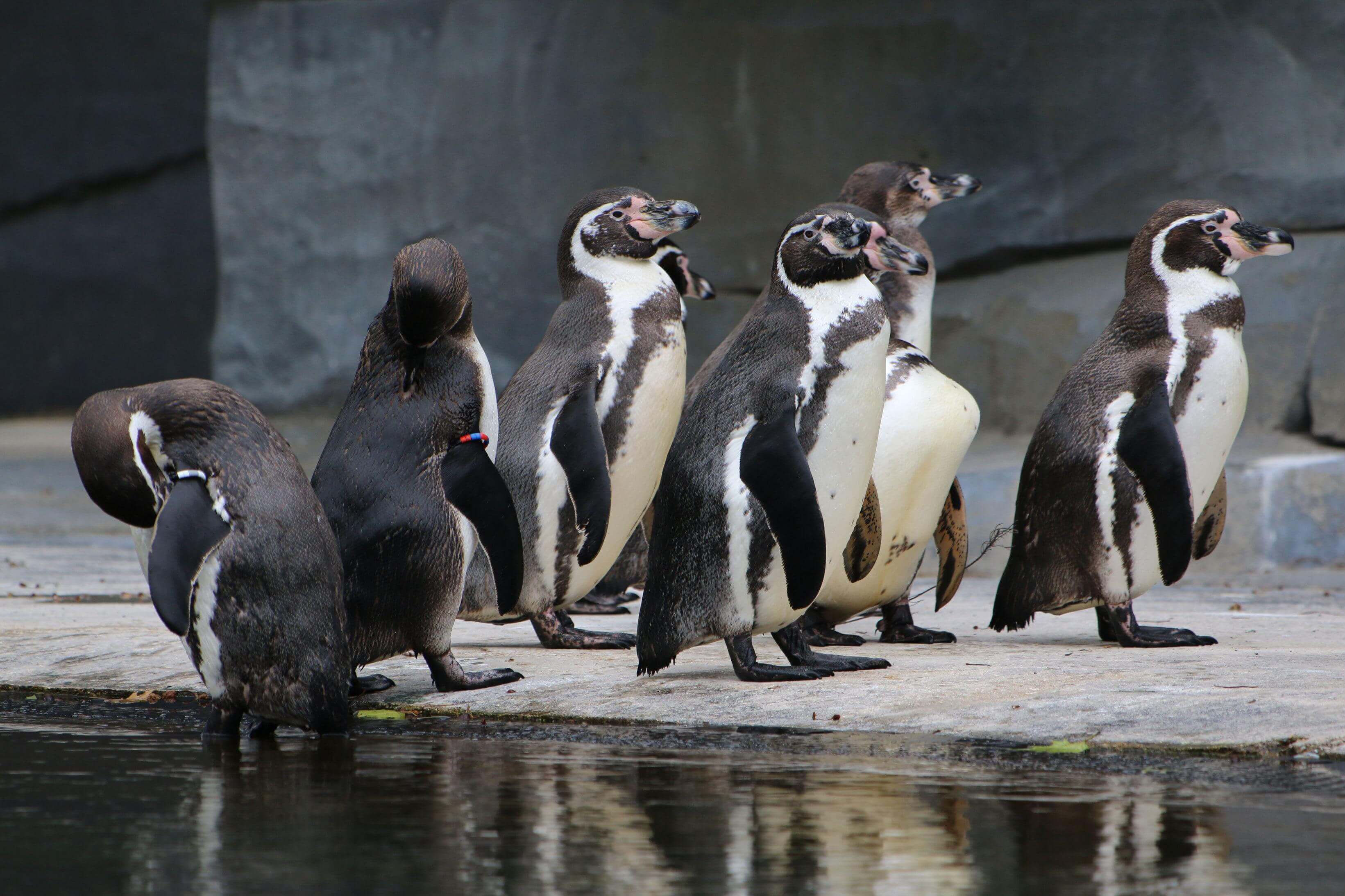 Manchots de Humboldt