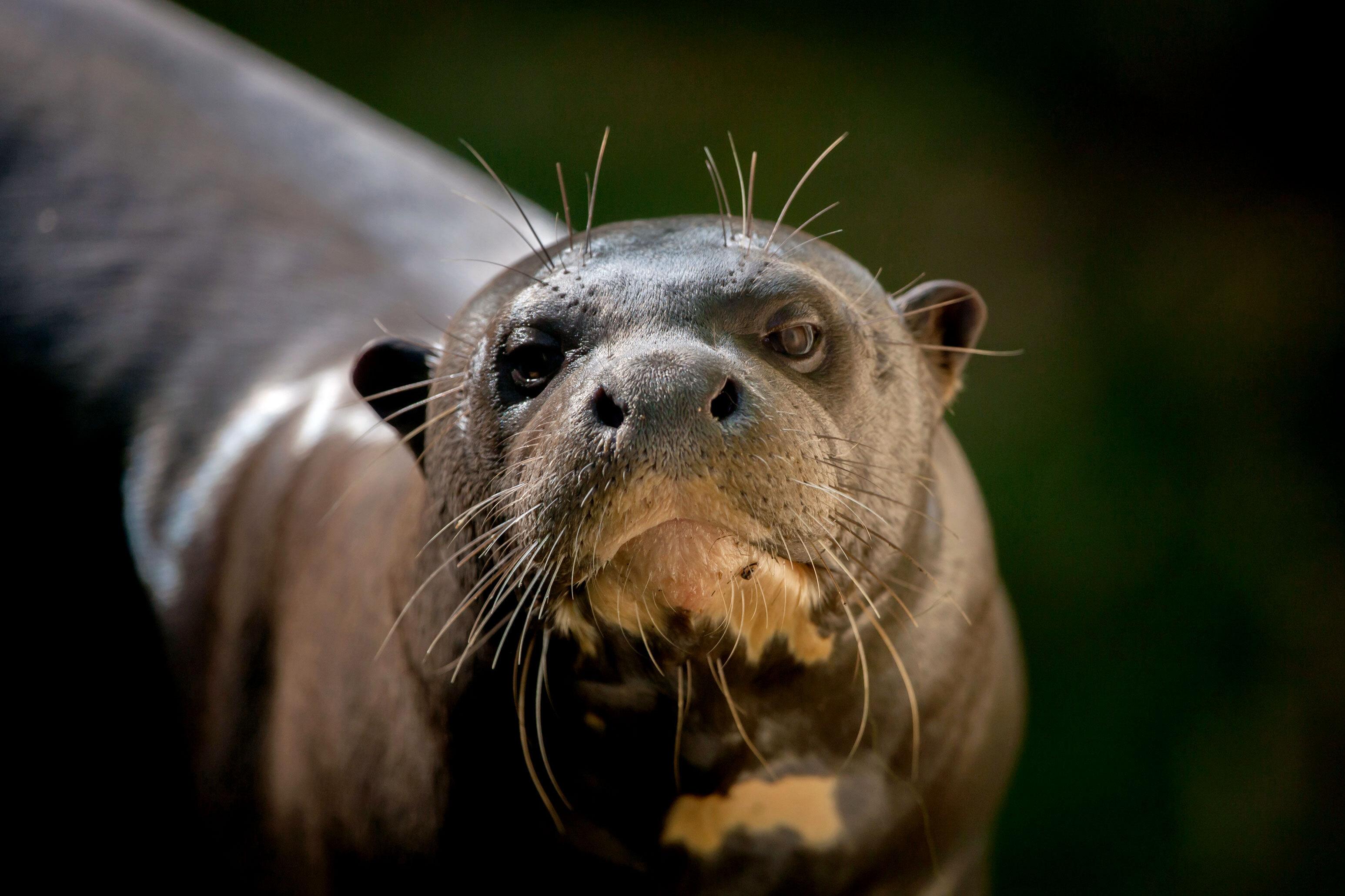 Lontra gigante al parco faunistico Parrot World, vicino a Parigi