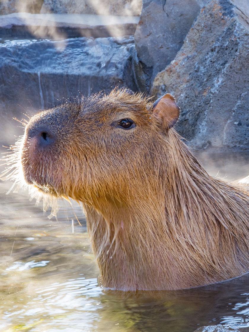 Capibara che fa il bagno al Parrot World