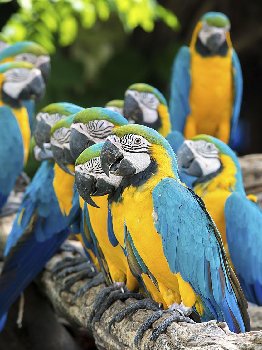 Ara gialloblu al Parrot World