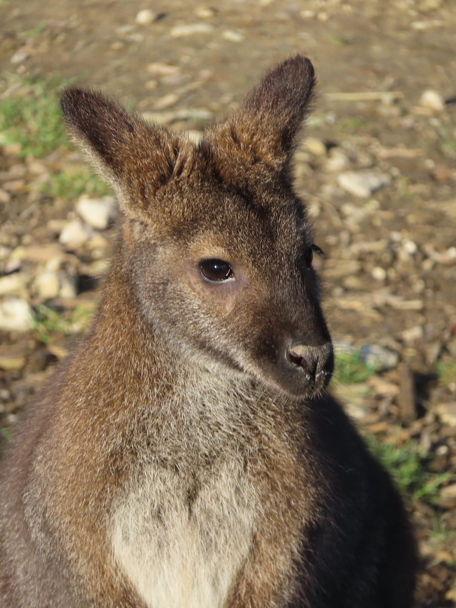 Wallaby di Bennett al Parrot World