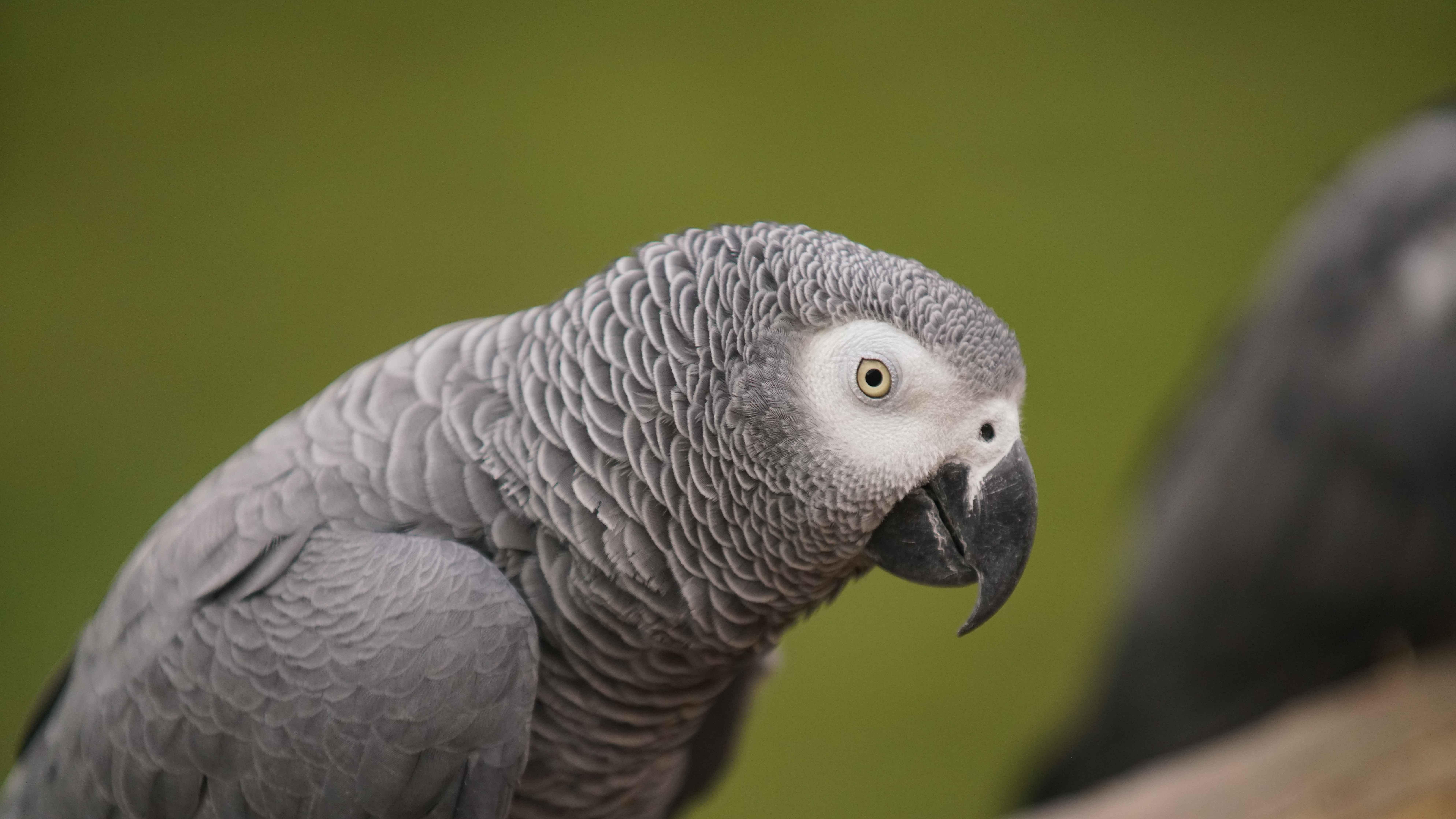 Perroquet gris du Gabon