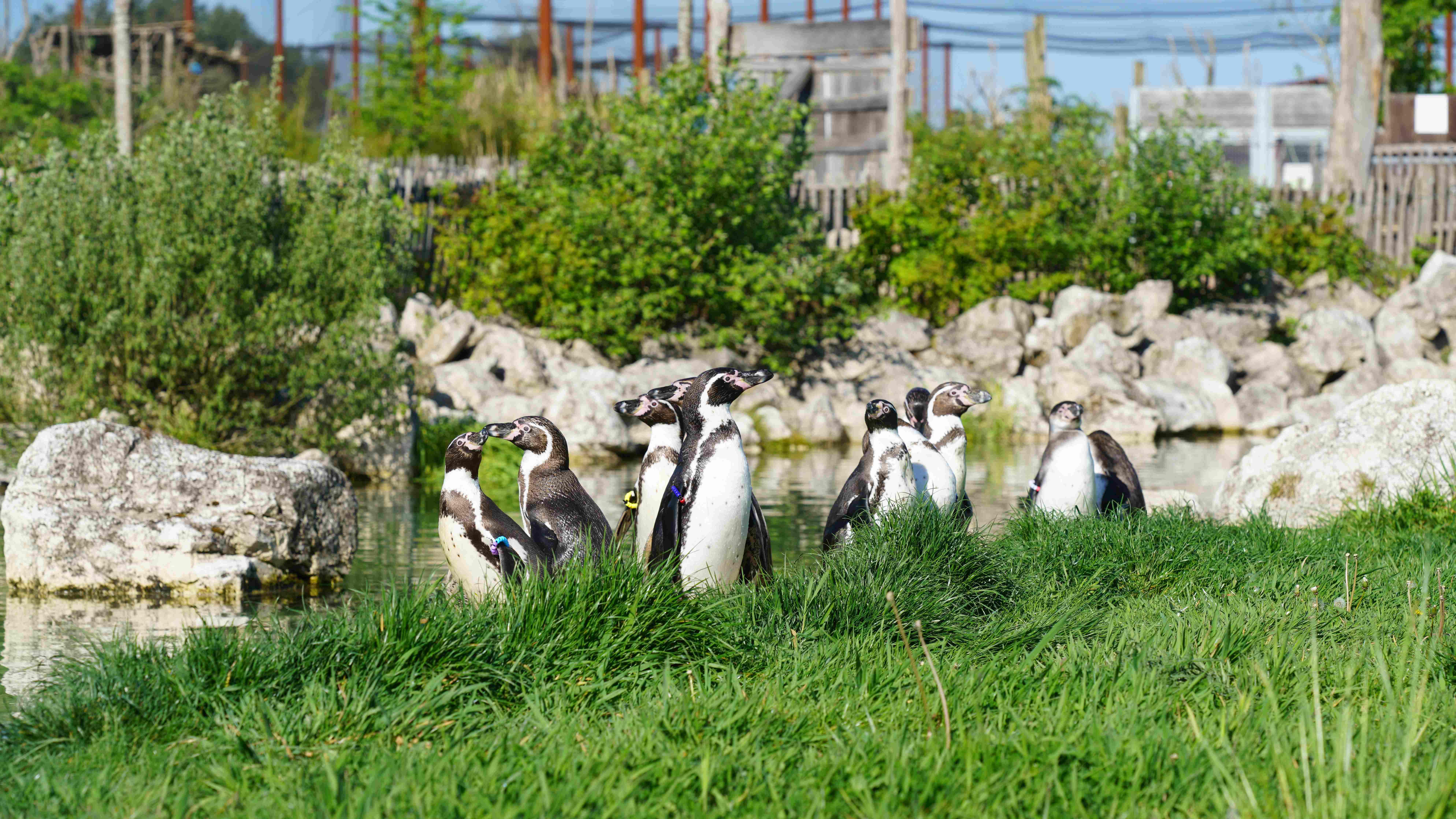 Parrot World - Manchots 4