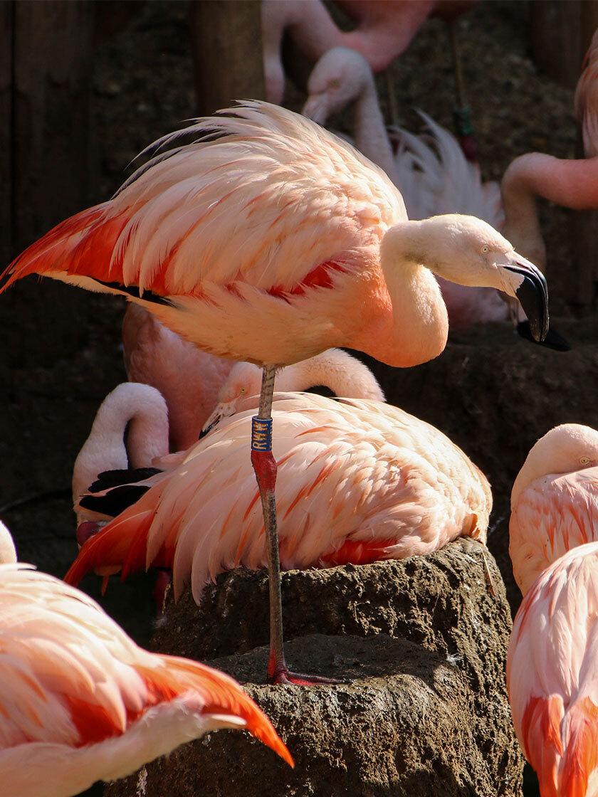 Chileense flamingo in Parrot World