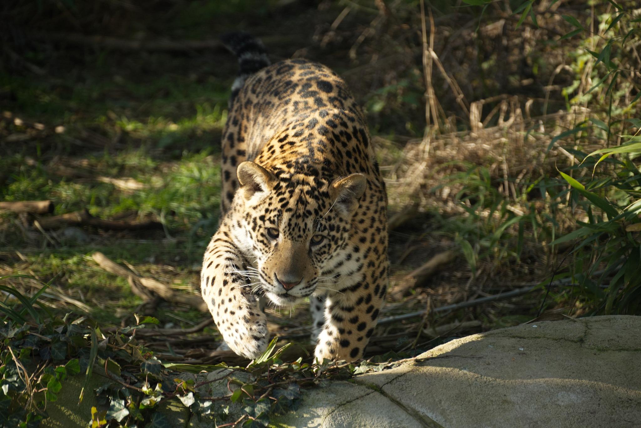 Jaguar tacheté