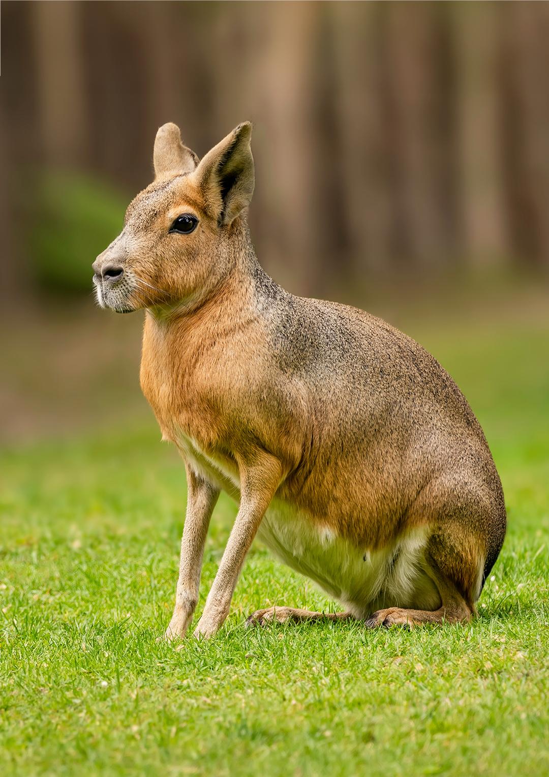 Patagonische mara in Parrot World
