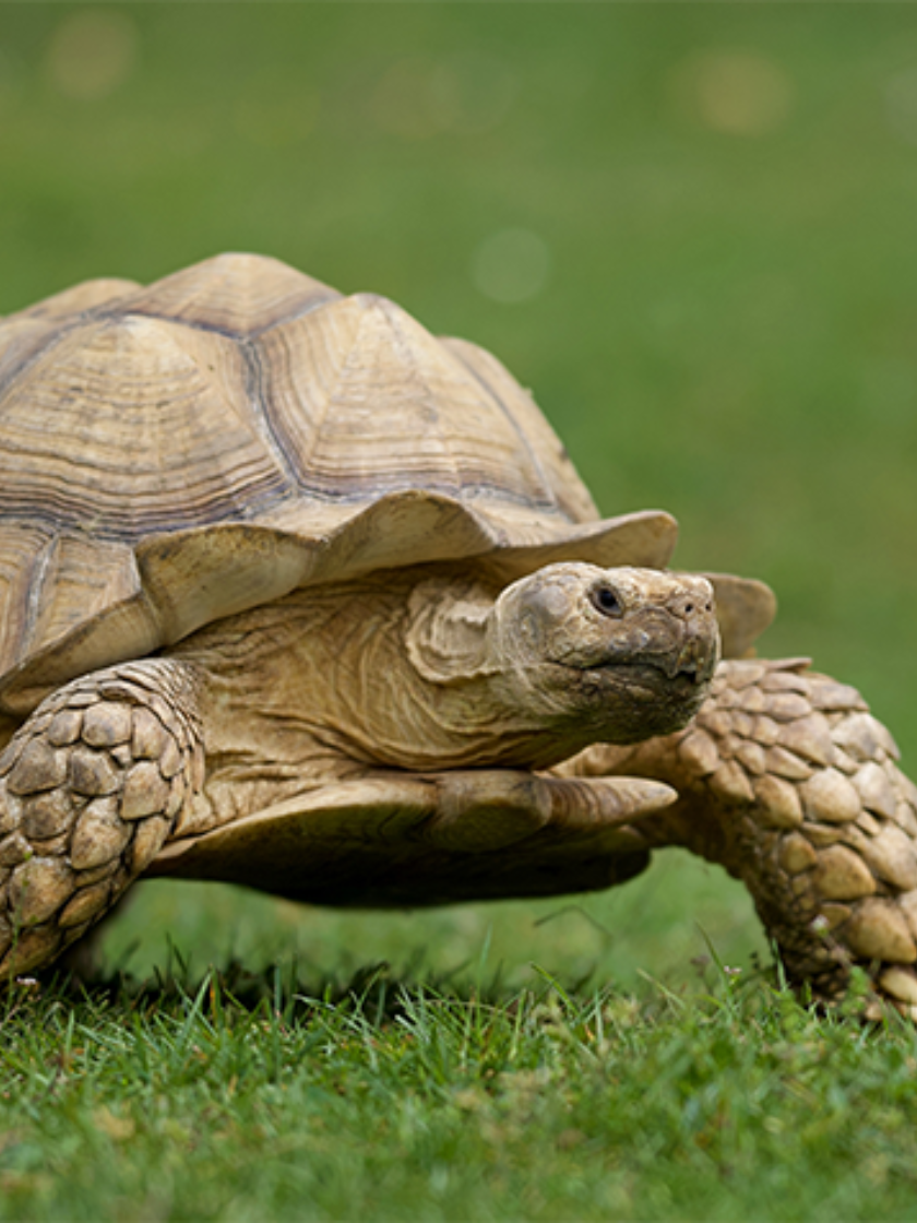 Spoorschildpad