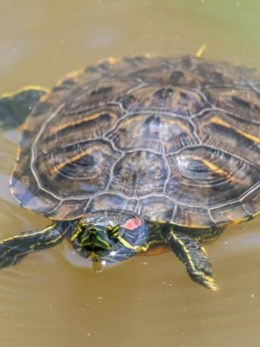 Lettersierschildpad