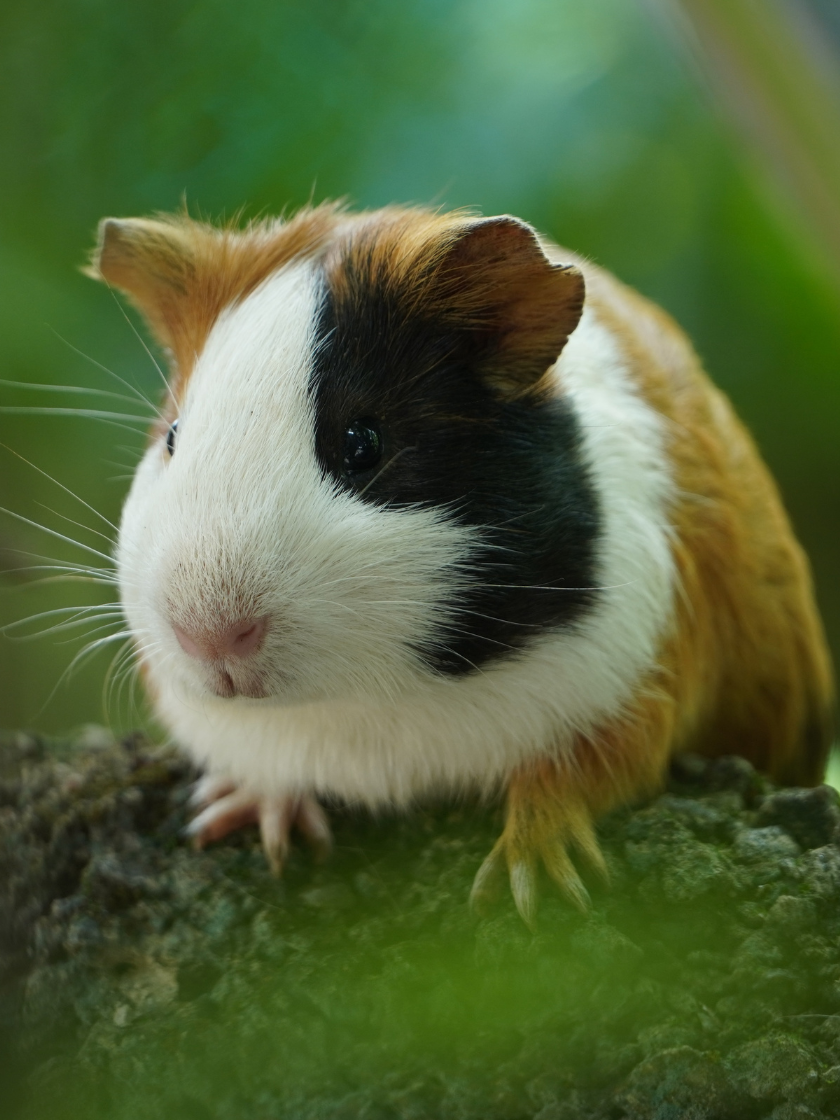 Cavia op de kinderboerderij van Parrot World
