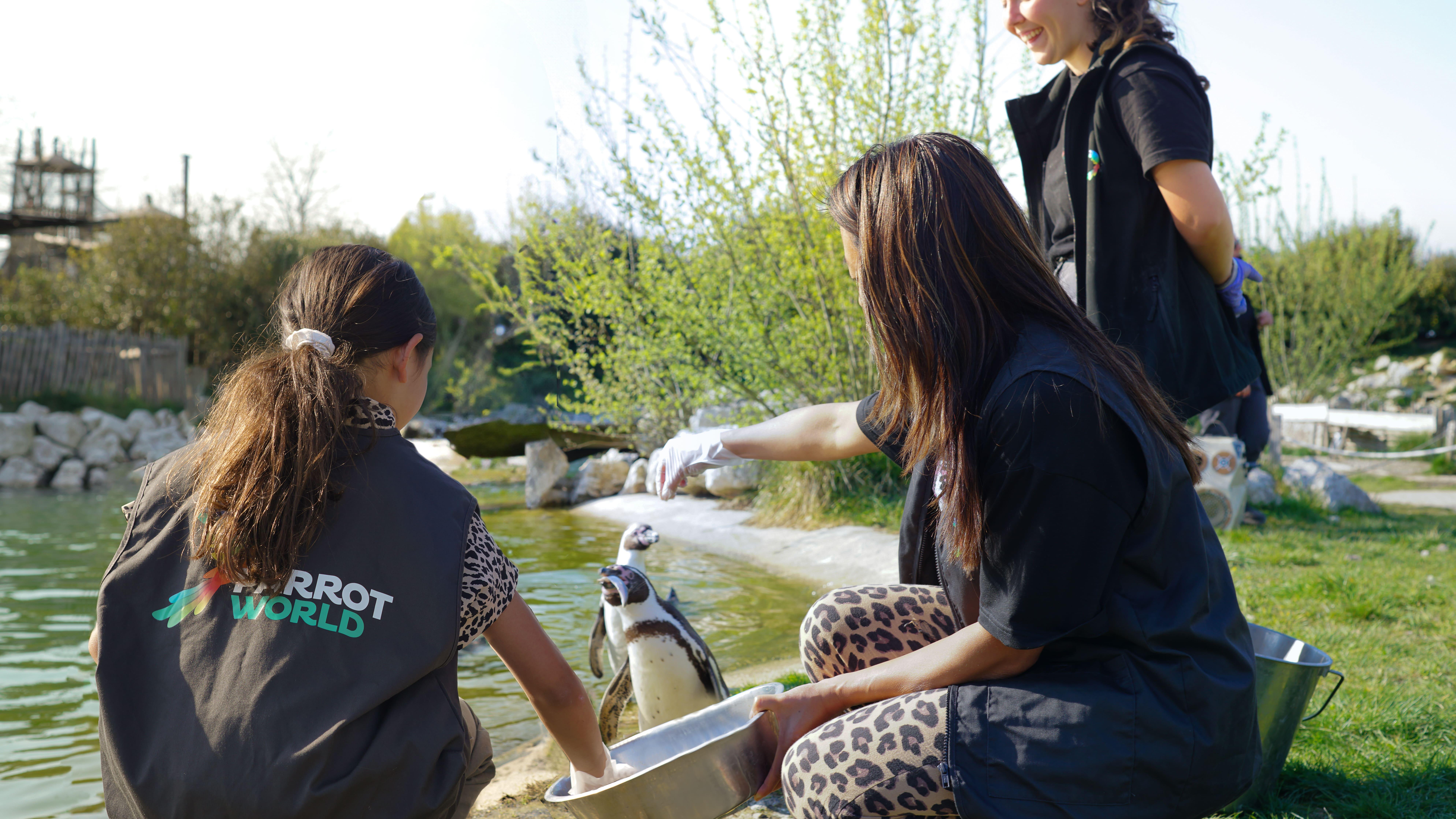 Nourrissage de manchots 2