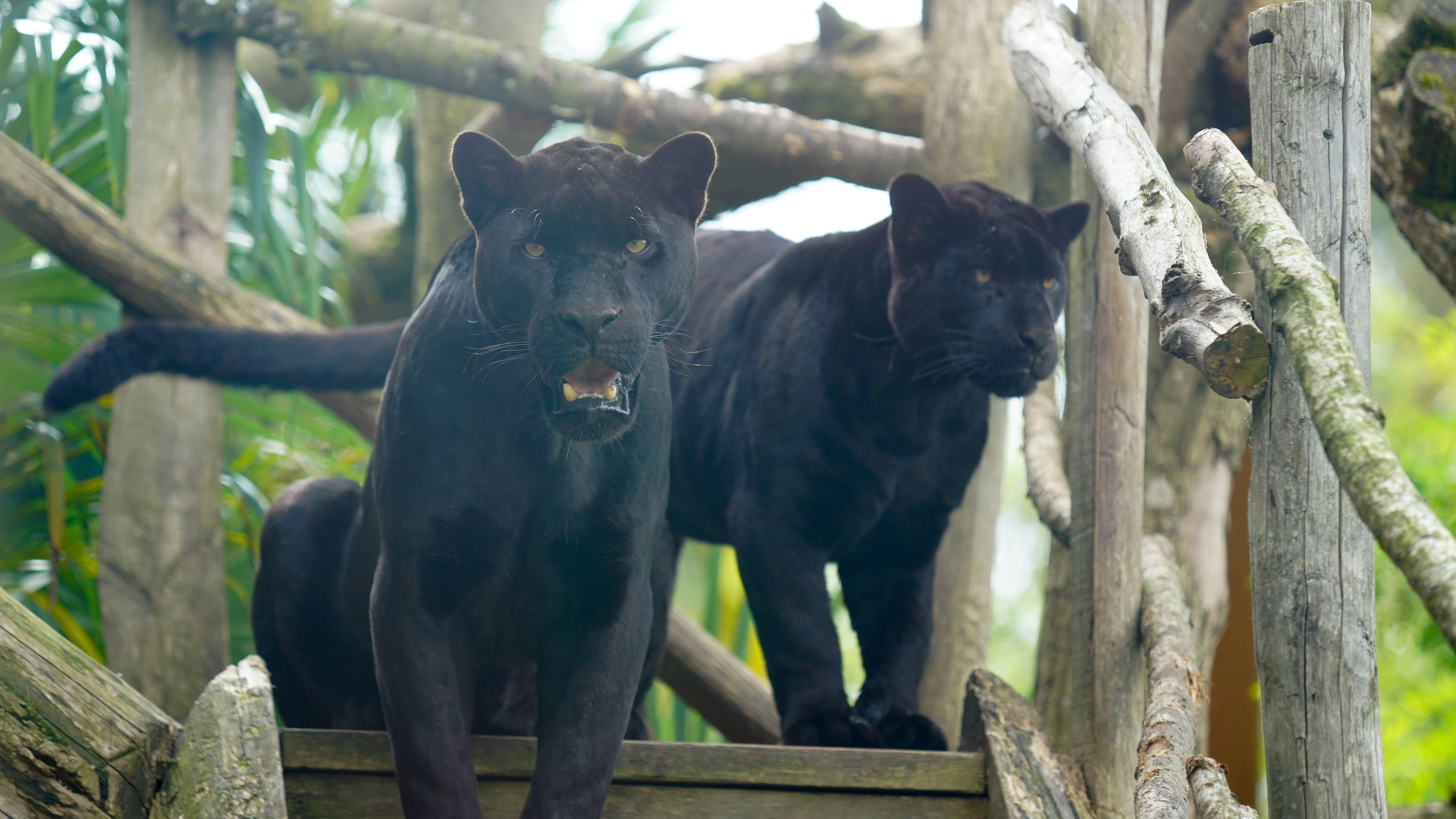 Parrot World - Jaguar (15)