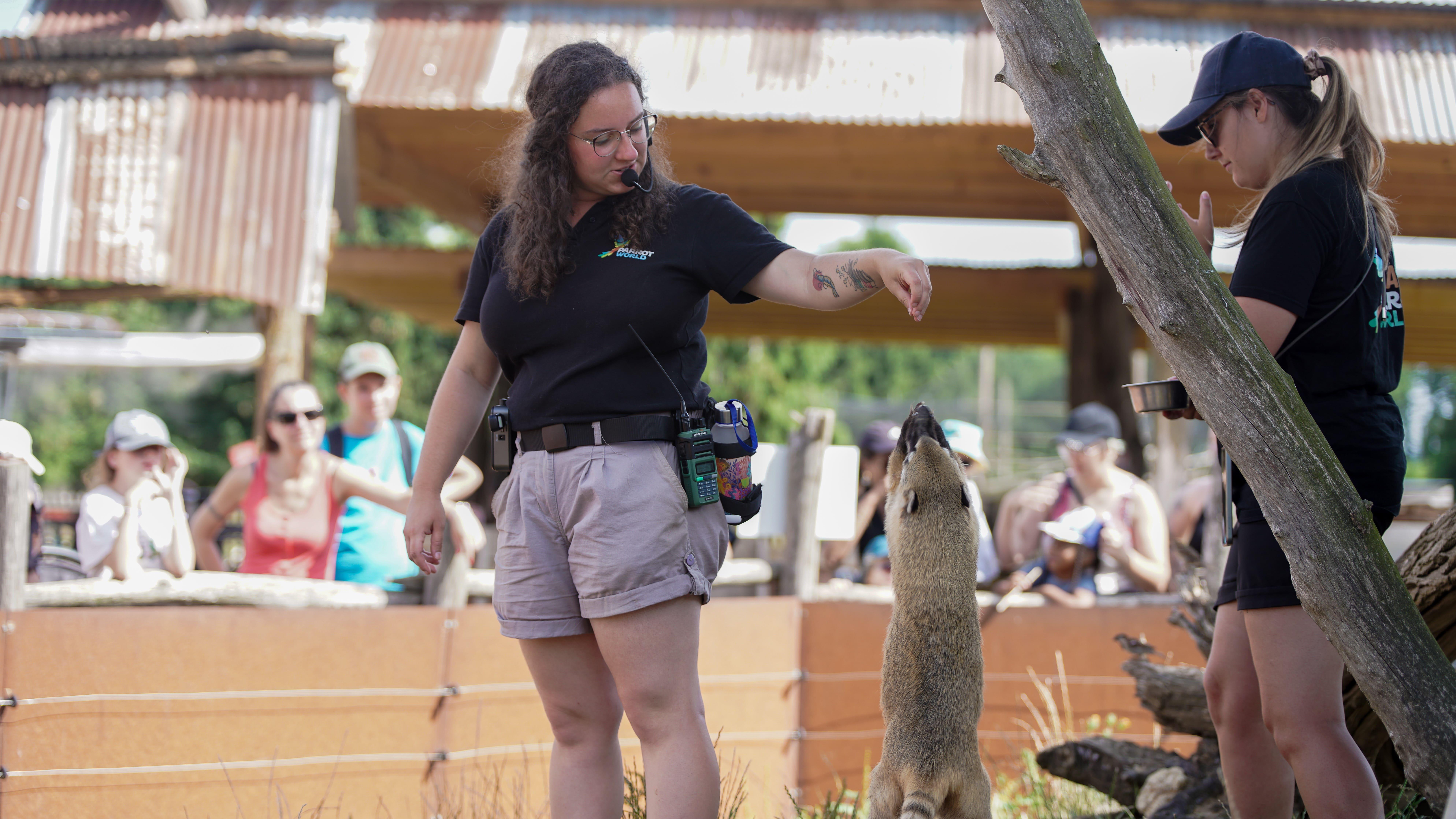 Parrot World - animation