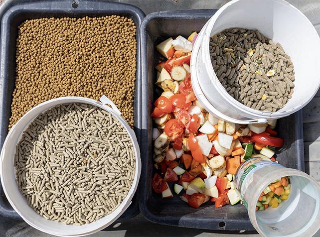 Activités en Île-de-France pour nourrir les animaux - Capybara - Soigneur d'un Jour - Parrot World