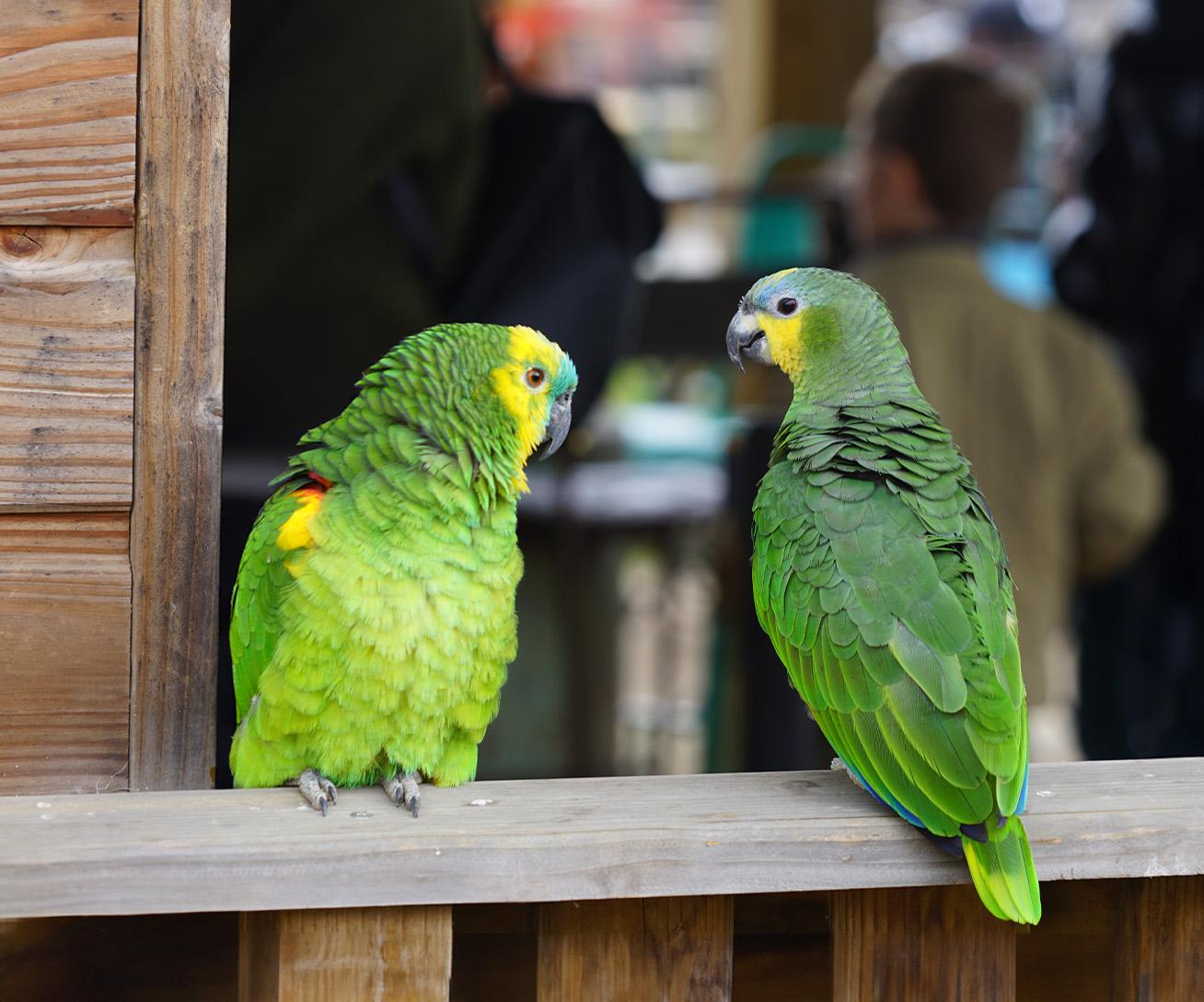 Parc animalier immersif proche de Paris avec perroquets amazones - Parrot World décor Amérique du Sud