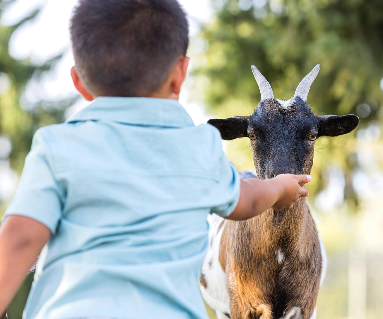 Mini-Farm bei Parrot World — Kind streichelt eine Ziege, Familienausflug rund um Disneyland Paris