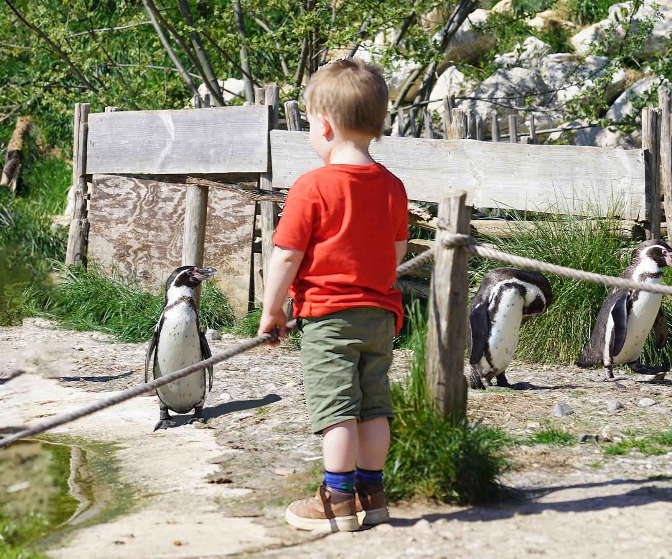 Bambino osserva un pinguino di Humboldt durante una visita a Parrot World vicino a Disneyland Paris