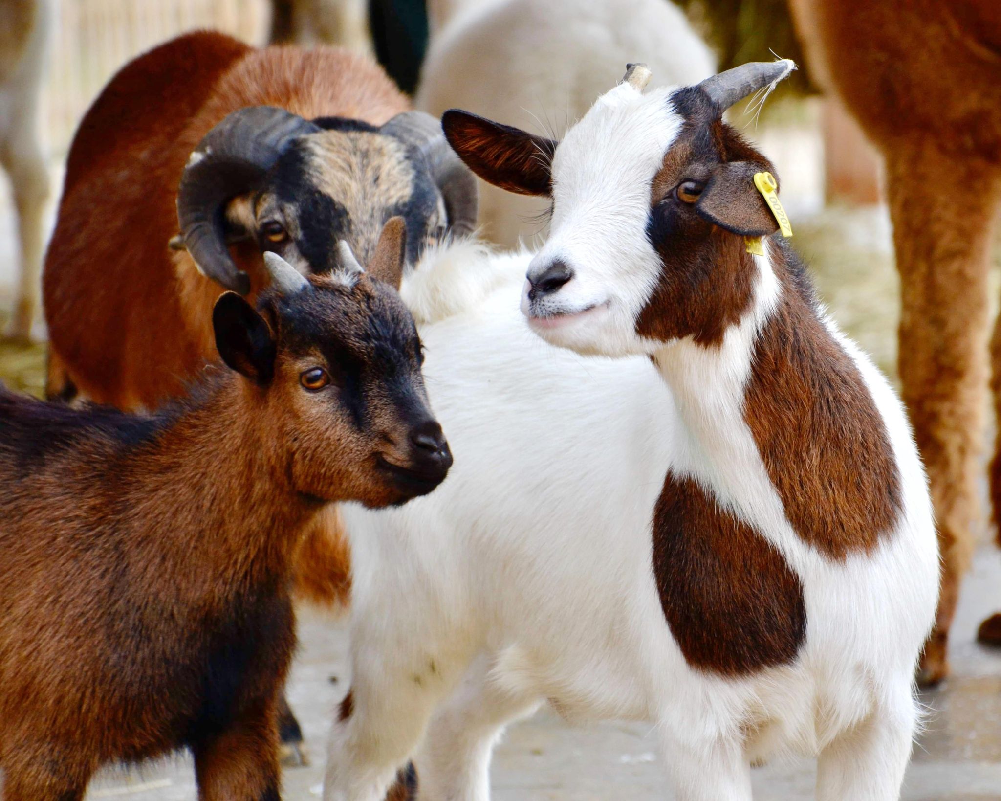 bouc ranch des enfants