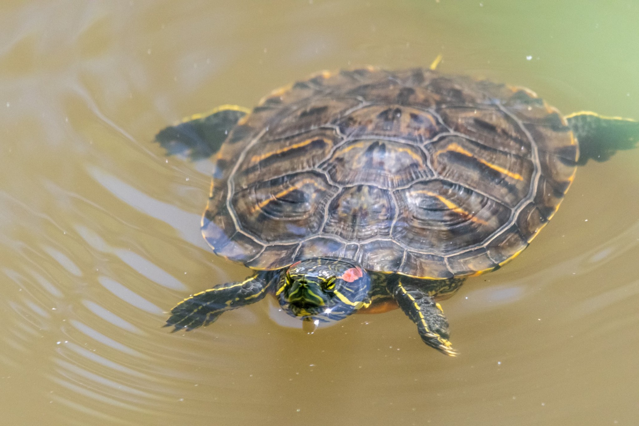 Tortues de Floride