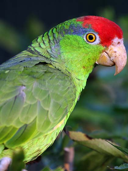 Amazona viridigenalis