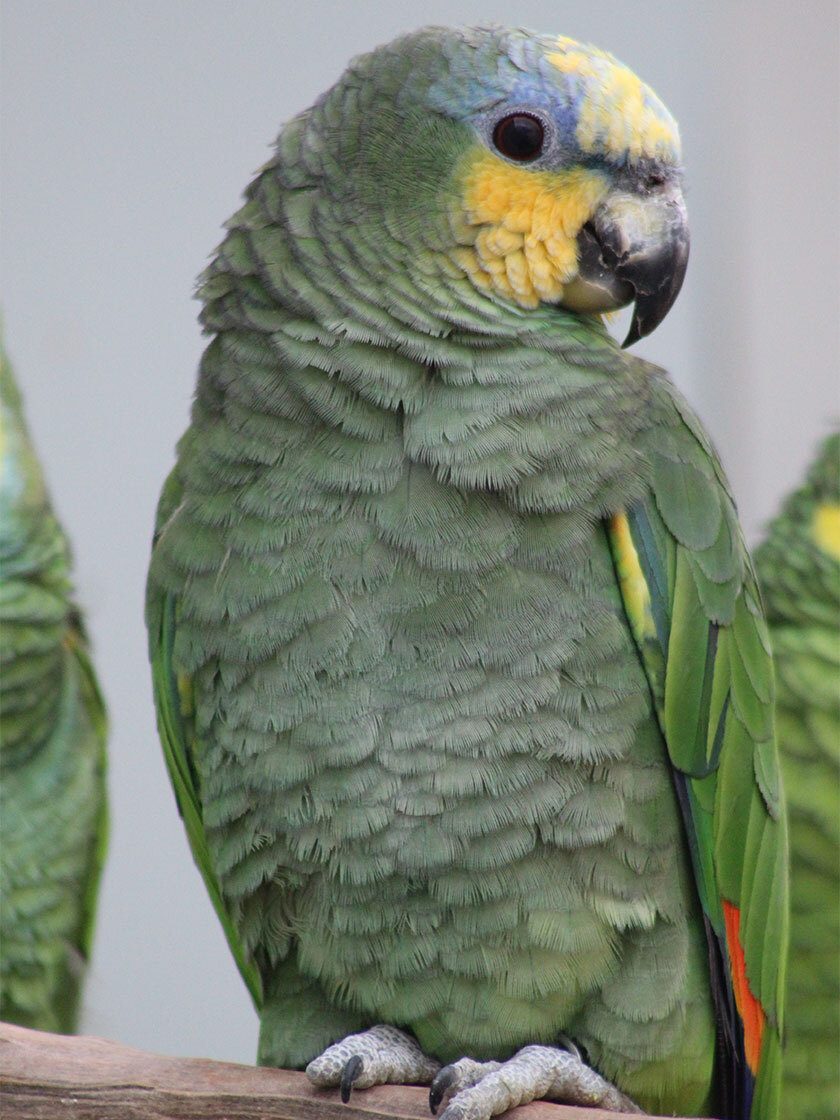 Le perroquet Rosello jaune rouge est assis dans une cage sur un