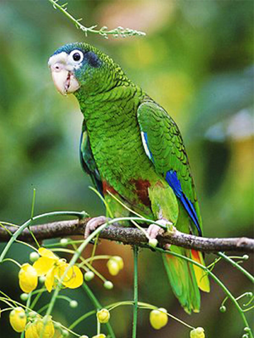Amazone d'Hispaniola