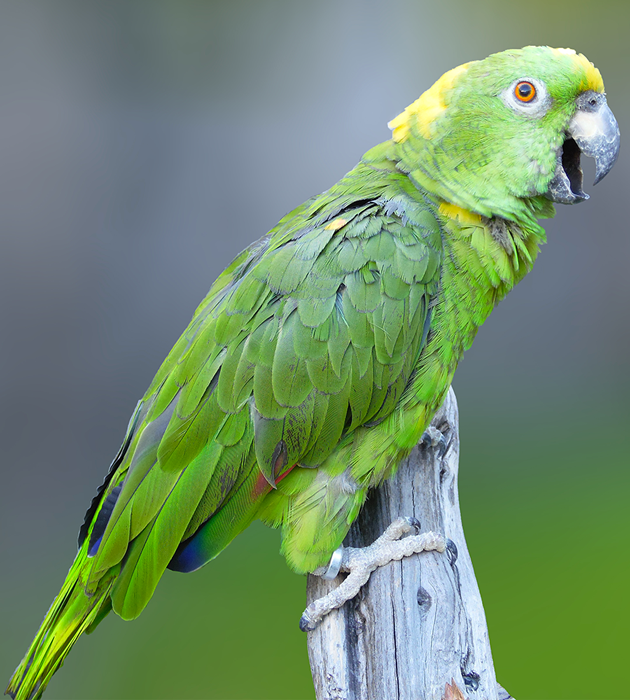 Amazone à nuque d'or
