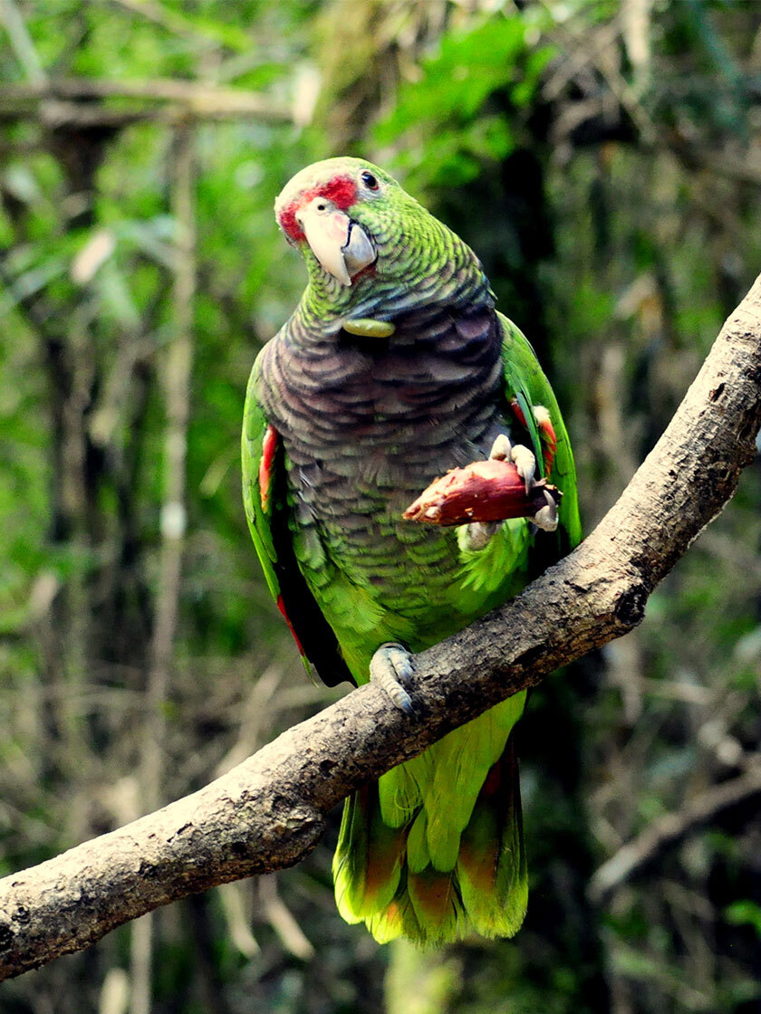 AMAZONE VINEUSE