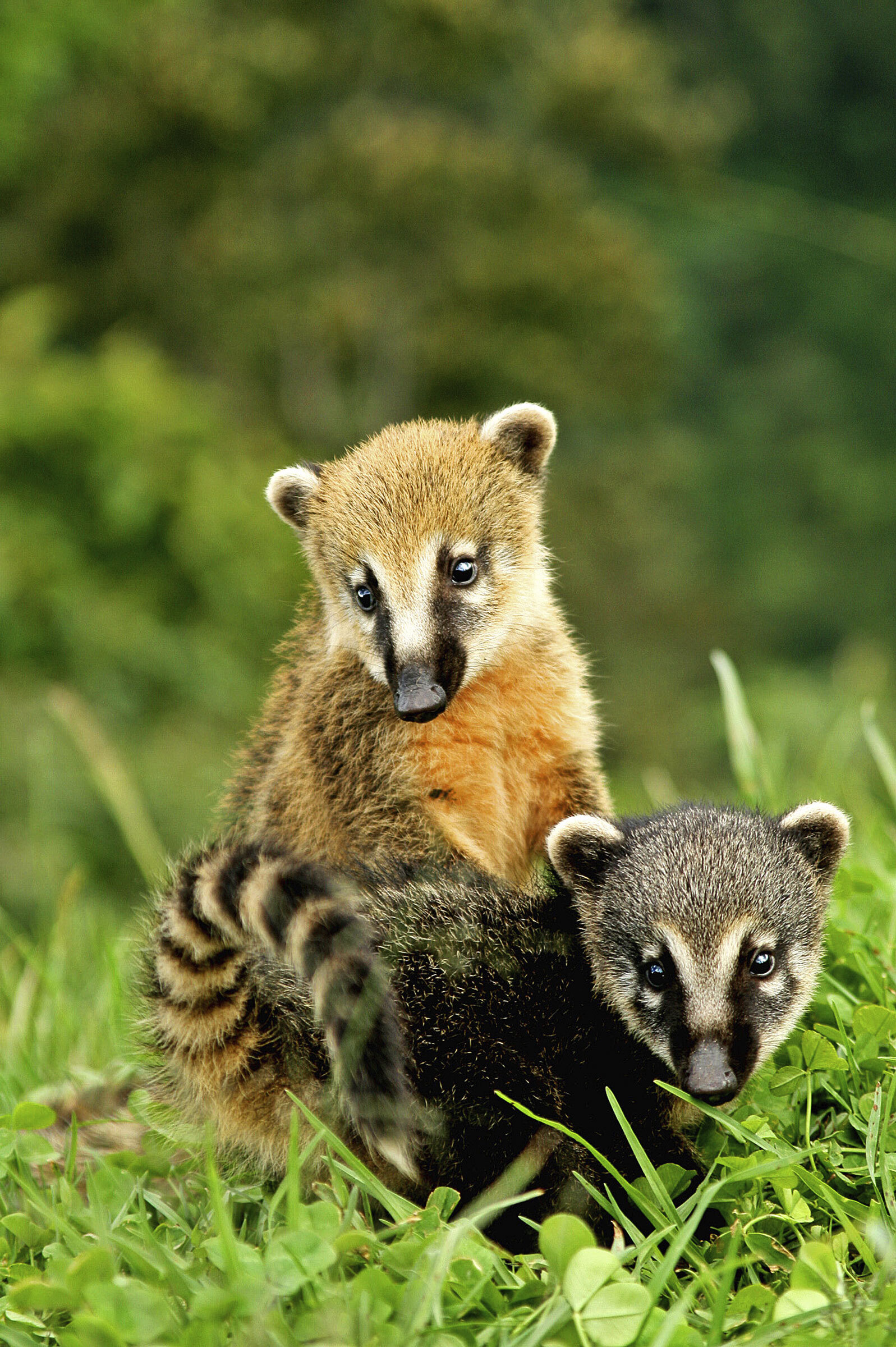 Coatis