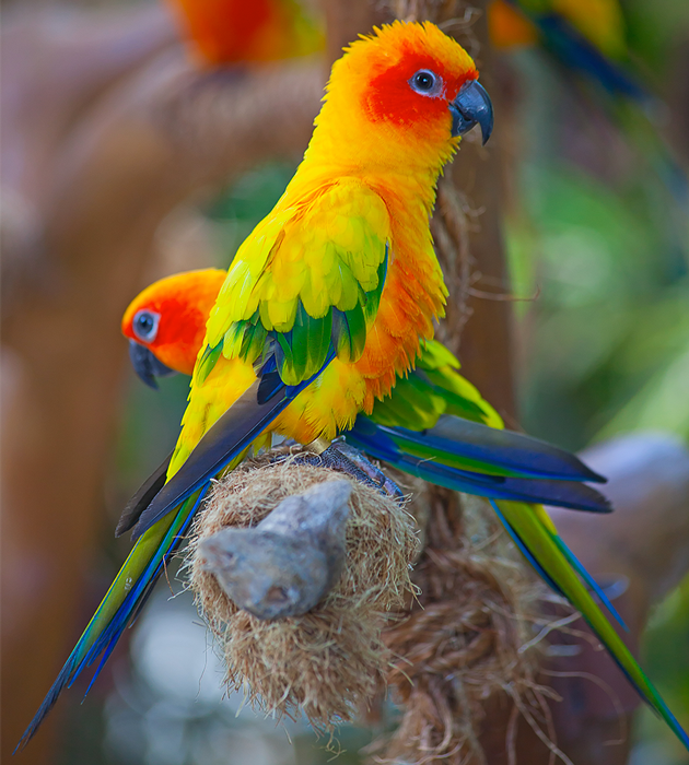 Conure du soleil