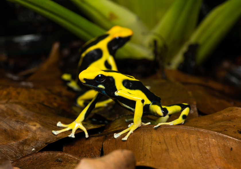 Dendrobate à tapirer