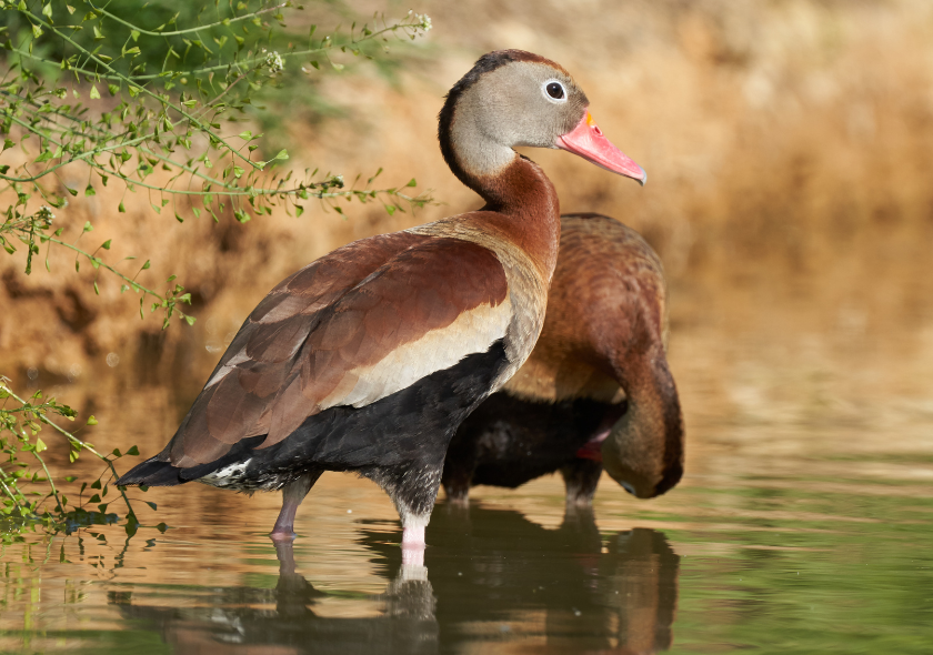 Dendrocygne à ventre noir