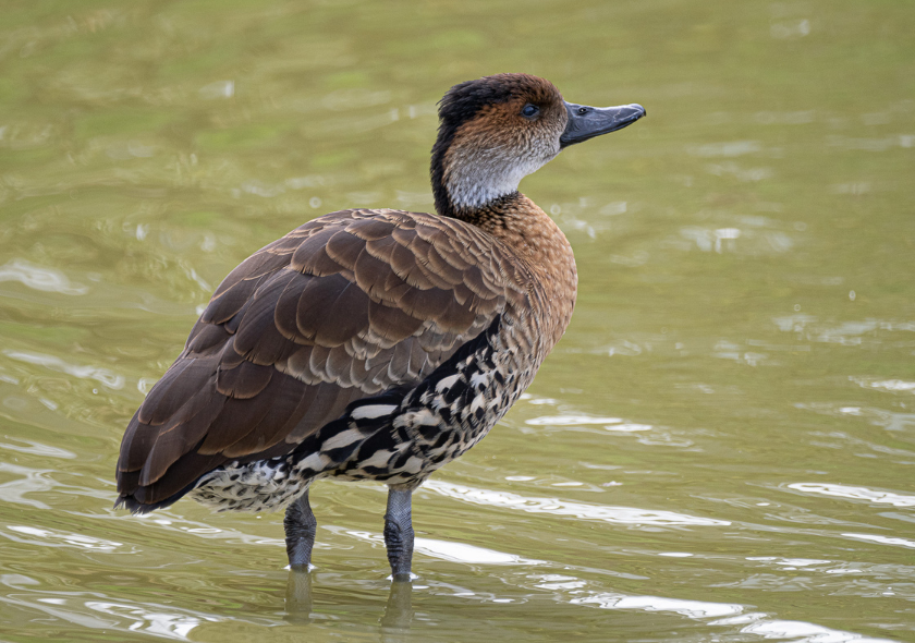 Dendrocygne des Antilles