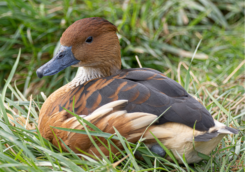 Dendrocygne fauve